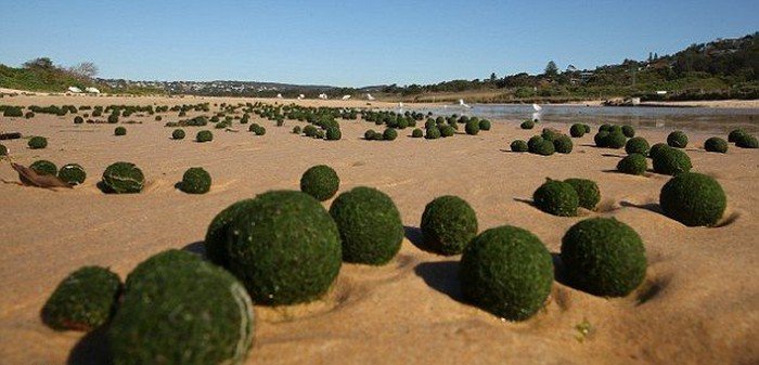 На сиднейский пляж вынесло зеленые яйца инопланетян