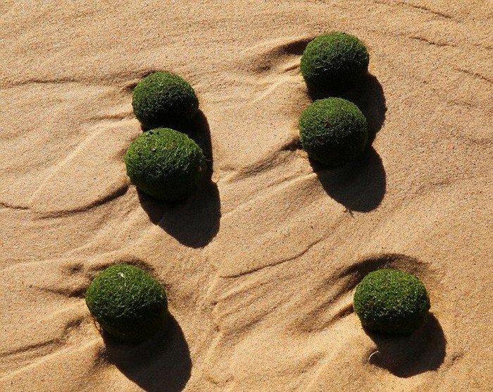На сиднейский пляж вынесло зеленые яйца инопланетян