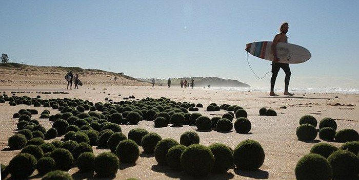 На сиднейский пляж вынесло зеленые яйца инопланетян