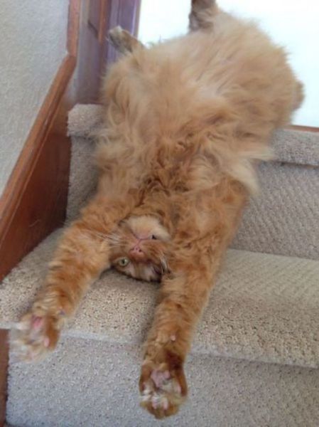 Прикольные картинки (91 фото)