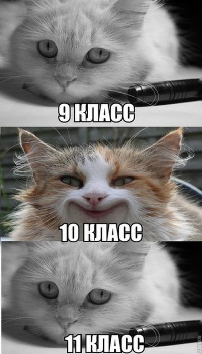 Прикольные картинки (81 фото)