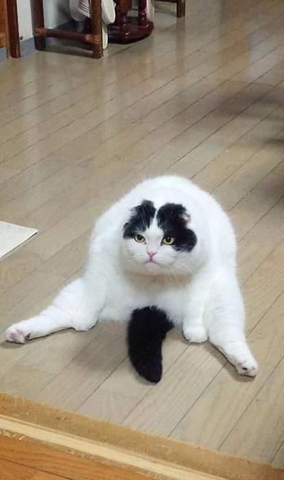 Прикольные картинки (86 фото)