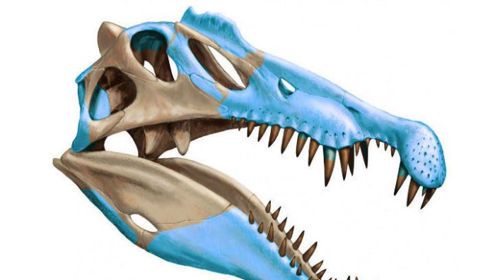 Марокканский спинозавр мог жить в морях и пожирать акул