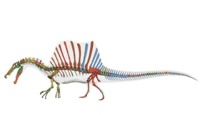 Марокканский спинозавр мог жить в морях и пожирать акул