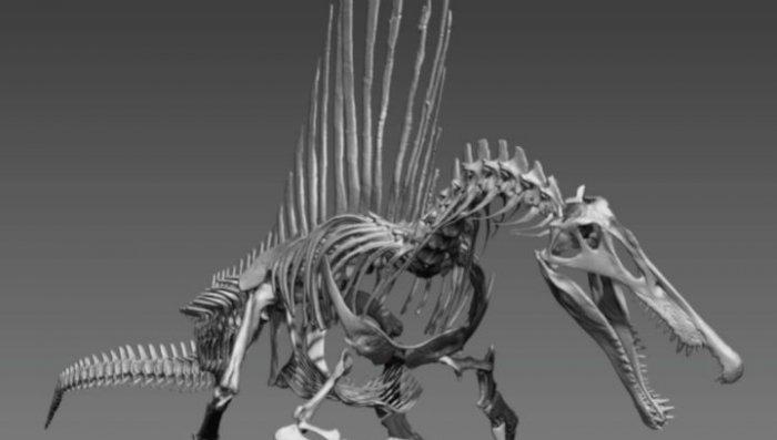 Марокканский спинозавр мог жить в морях и пожирать акул