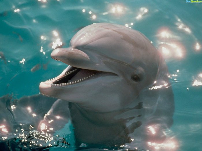 Крымские боевые дельфины поступили на службу в российскую армию