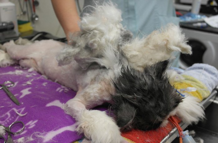 Кот Мэтт до и после стрижки