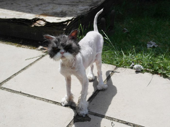 Кот Мэтт до и после стрижки