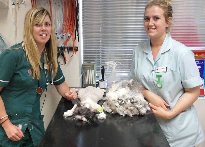 Кот Мэтт до и после стрижки