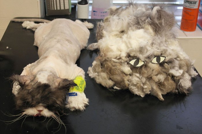 Кот Мэтт до и после стрижки