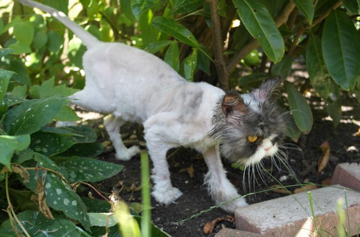 Кот Мэтт до и после стрижки