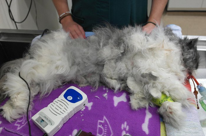 Кот Мэтт до и после стрижки