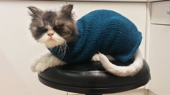 Кот Мэтт до и после стрижки