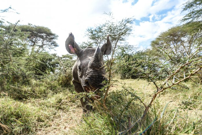 Осиротевшие малыши носорогов