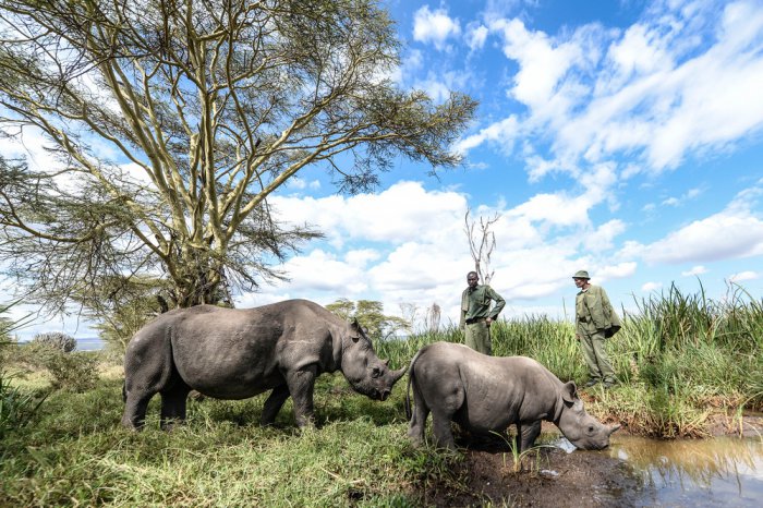 Осиротевшие малыши носорогов