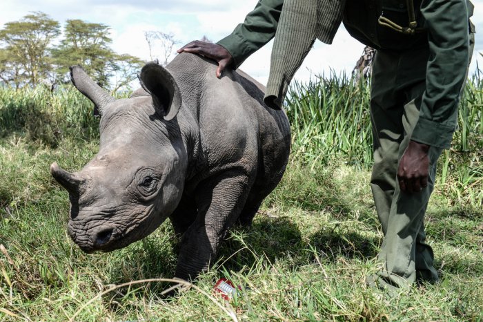 Осиротевшие малыши носорогов