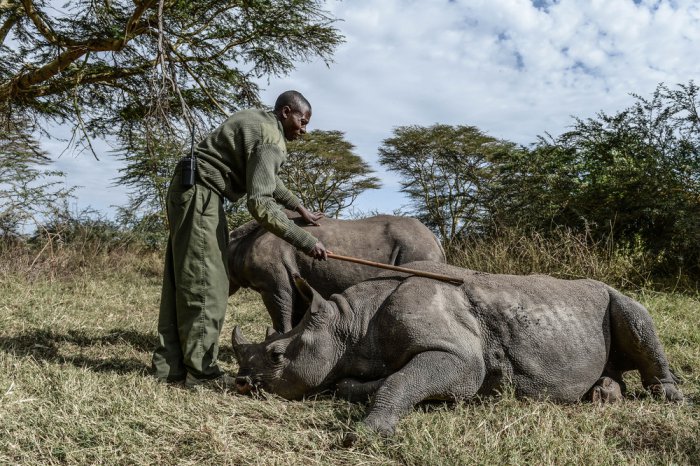 Осиротевшие малыши носорогов