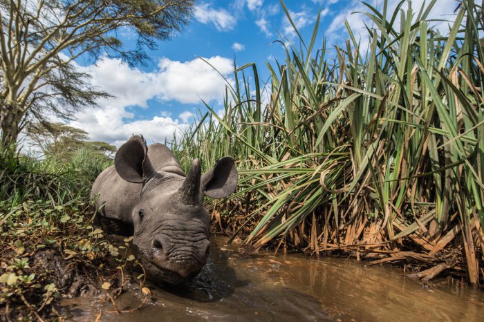 Осиротевшие малыши носорогов
