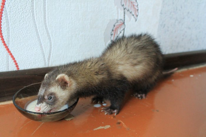 Варезчане, найден хорек на улице Маркса