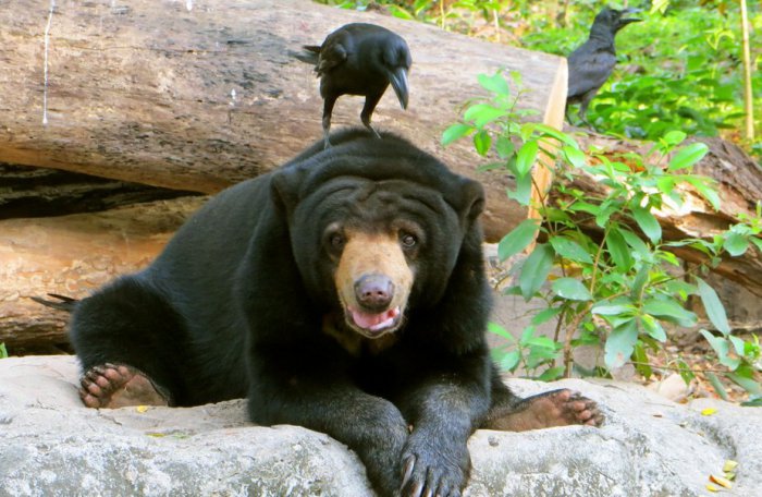 Медведь спас ворону, упавшую в его пруд