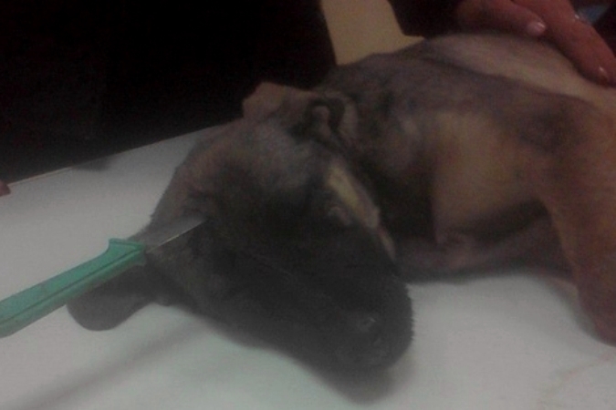 В Красноярске разыскивают живодера, который воткнул нож в голову щенка