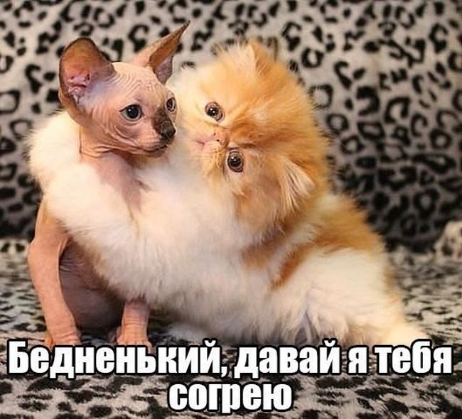 Прикольные картинки (64 фото)