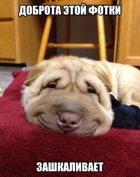 Прикольные картинки (64 фото)