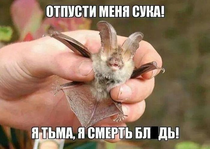 Забавные картинки