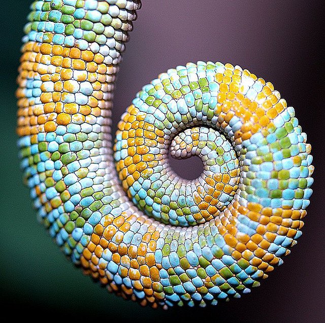 10 фактов о хамелеонах