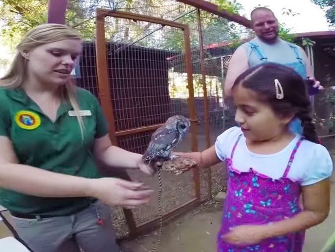 Зевс – сова с космосом в глазах