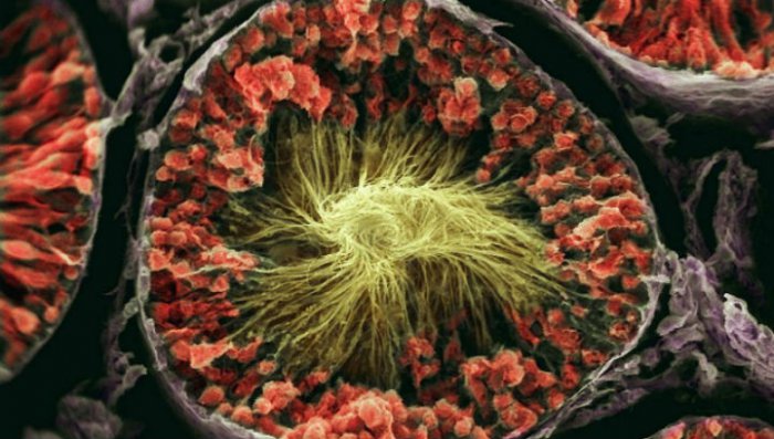 Яички мужчины объявлены самым богатым белками органом