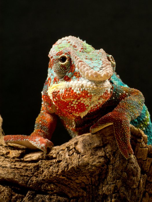 10 фактов о хамелеонах
