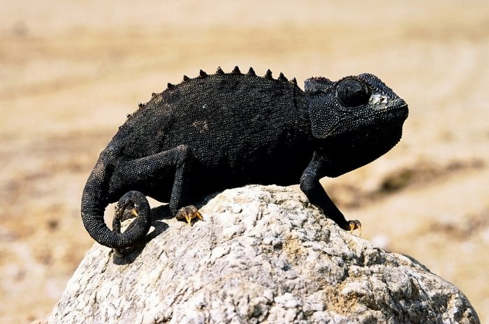 10 фактов о хамелеонах