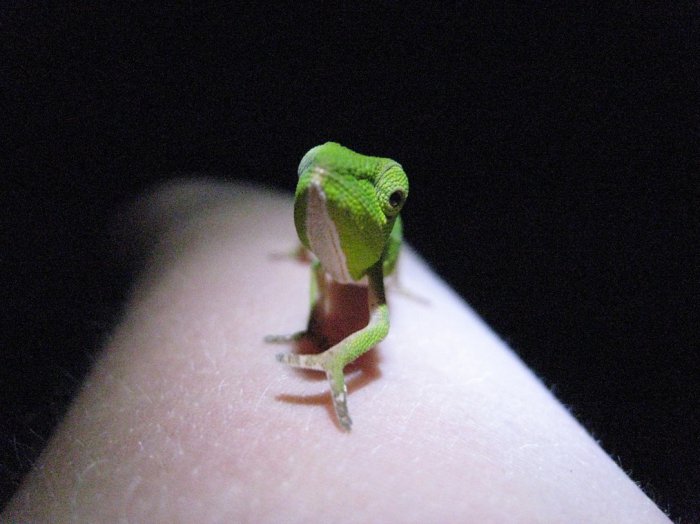10 фактов о хамелеонах