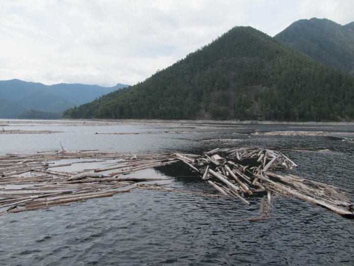 Лето, тайга...