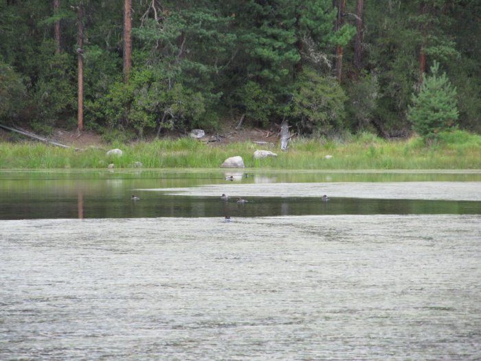 Лето, тайга...