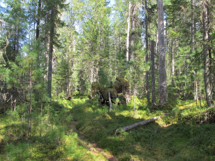 Лето, тайга...