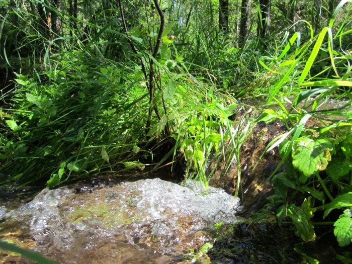 Лето, тайга...