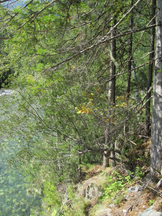 Лето, тайга...