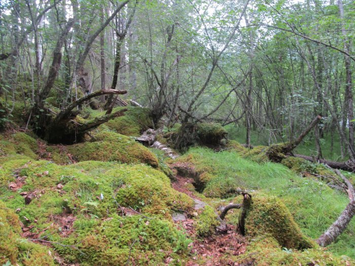 Лето, тайга...