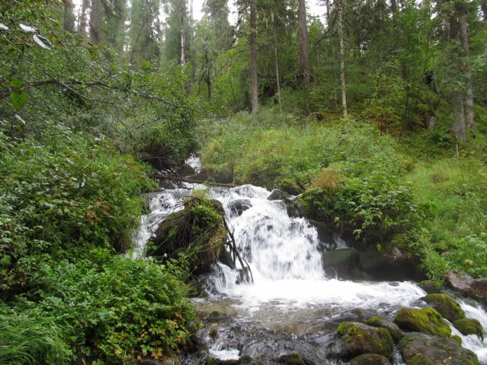 Лето, тайга...