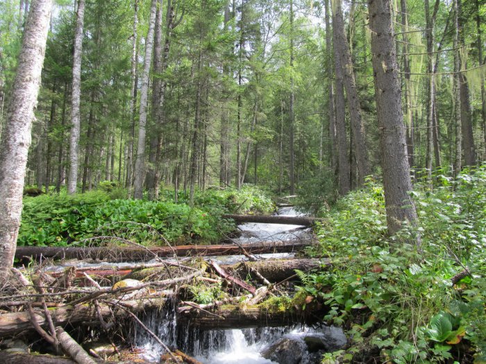 Лето, тайга...