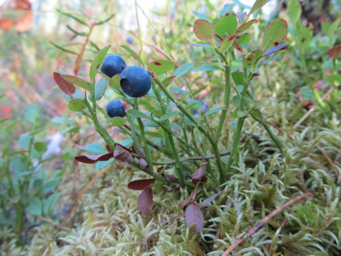 Лето, тайга...