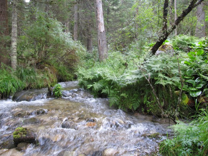 Лето, тайга...