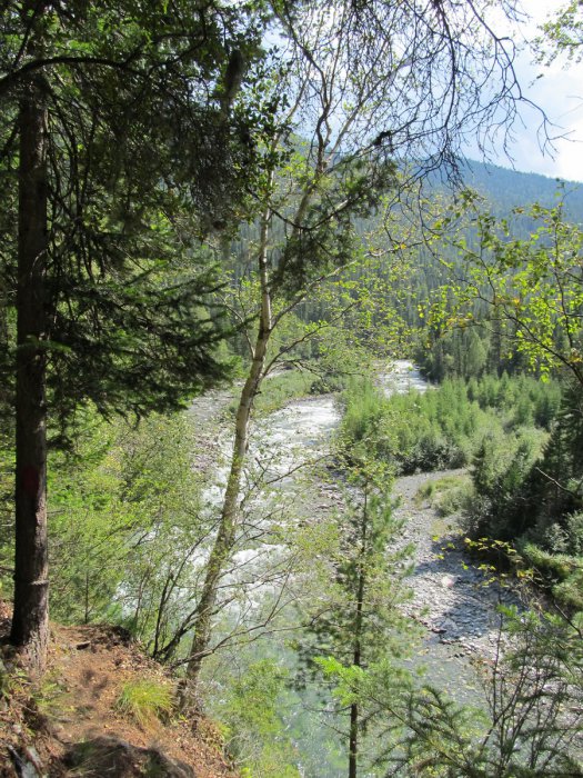 Лето, тайга...