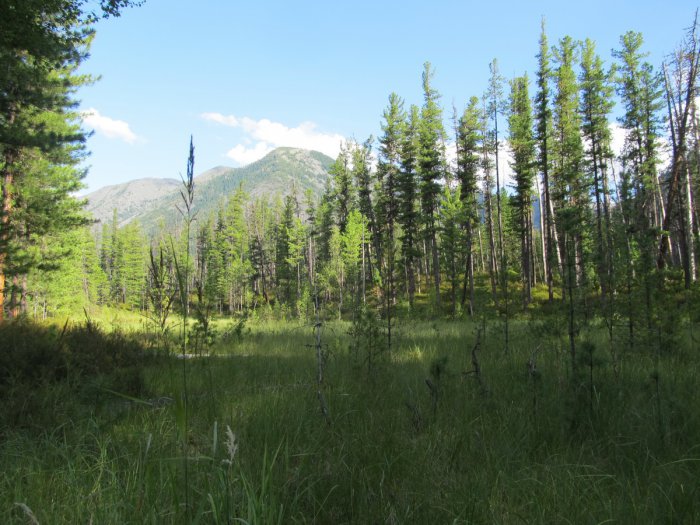 Лето, тайга...