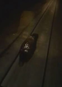 Норильскими машинистами, наехавшими на медведя, заинтересовалась прокуратура