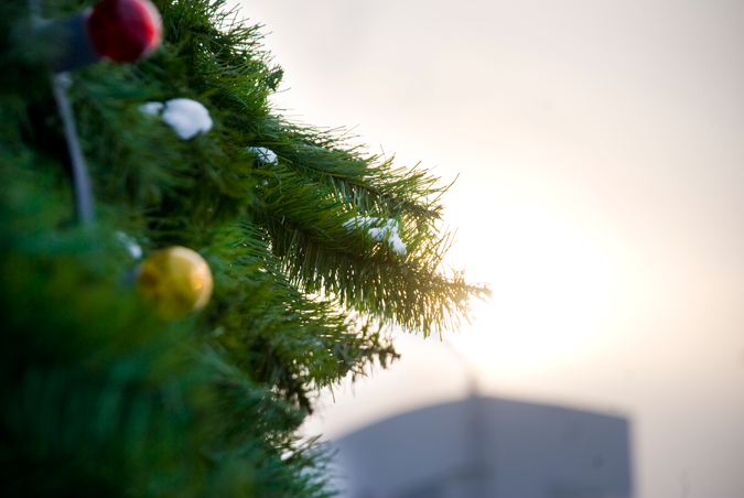 Названы места новогодних елочных базаров в Красноярске