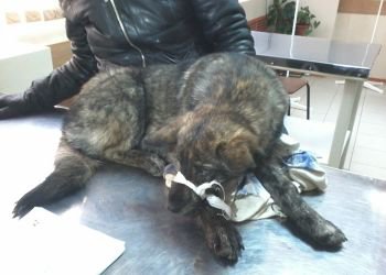 Больше недели к Благовещенску ползет пес с перебитыми лапами