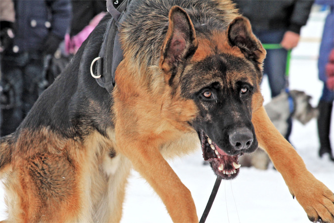 В Абакане овчарка отгрызла голову хозяйке